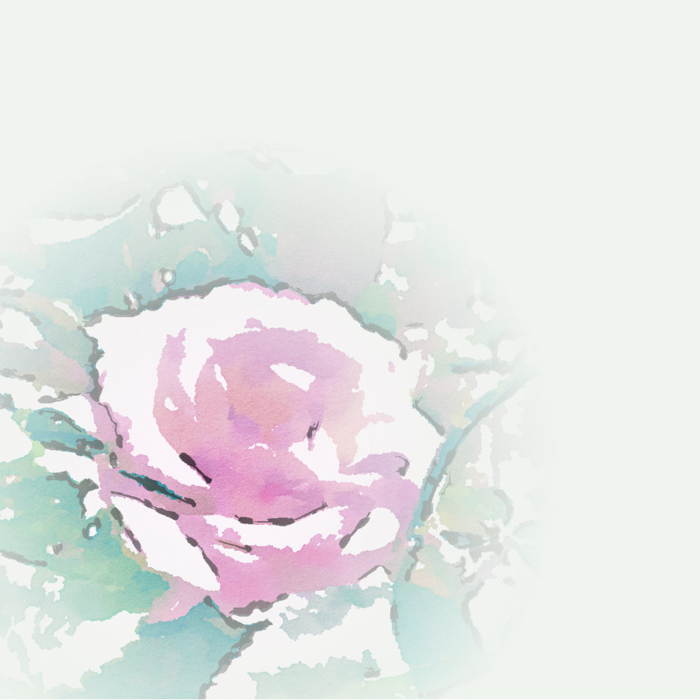 beautiful watercolour rose